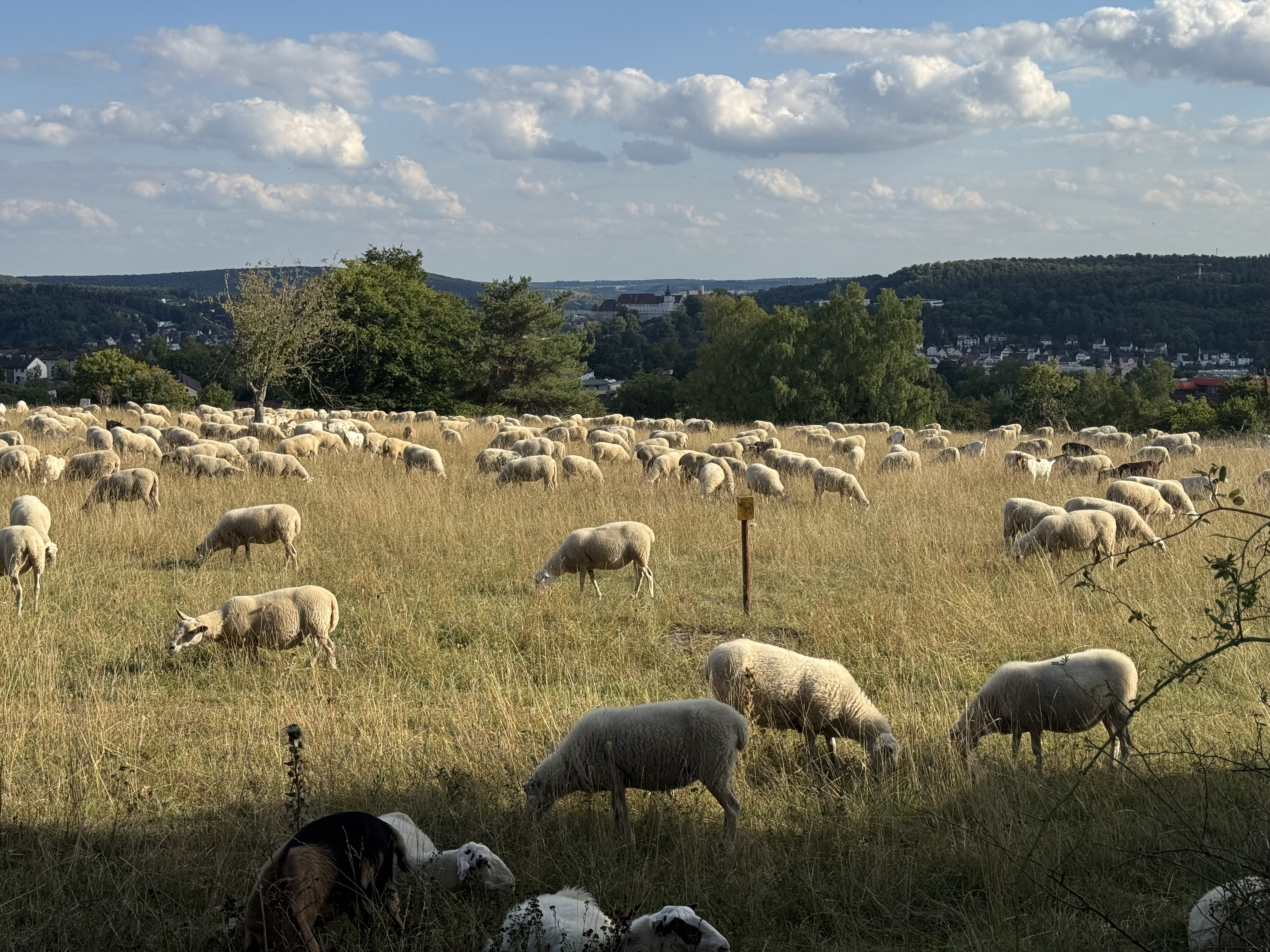 Lions Club Heidenheim Logo